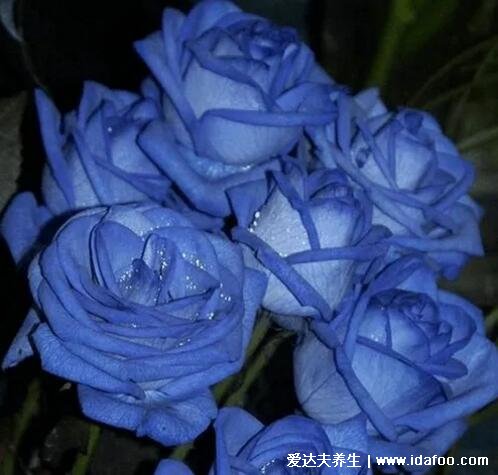 蓝玫瑰代表什么意思，花语是稀世真爱和无尽的祝福(送挚爱)