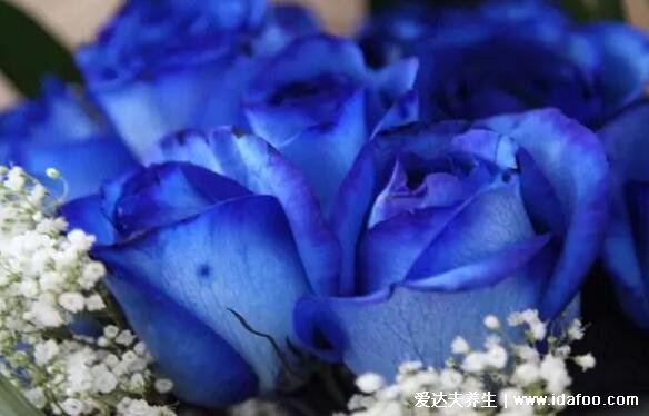 蓝玫瑰代表什么意思，花语是稀世真爱和无尽的祝福(送挚爱)