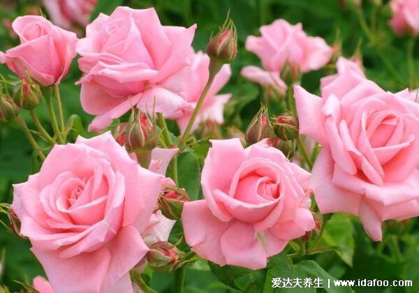 粉玫瑰代表什么意思，为什么不能随便送人(铭记于心的初恋)