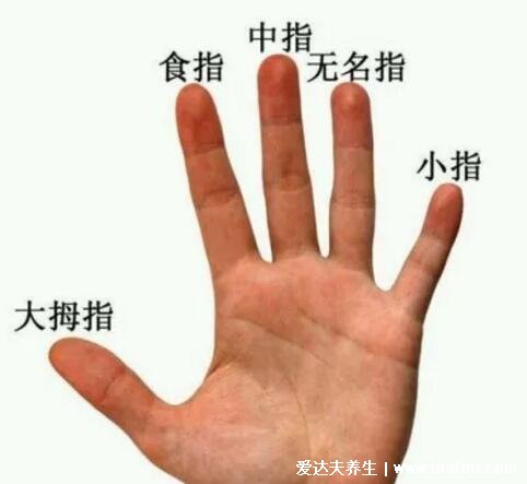 无名指是哪个手指图解，无名指圆滑有力的人更健康