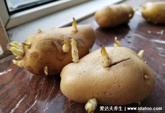 土豆不宜存放在什么地方，温暖/潮湿/阳光直射的地方容易长芽