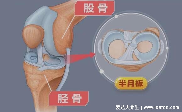 半月板是什么部位图片，位于膝关节的内外两侧起缓冲作用