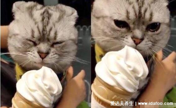 猫咪可以吃雪糕吗，猫能吃辣吗(不能会腹泻甚至中毒)