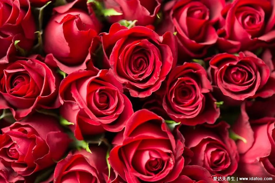 玫瑰花对女性最好的“养肝花”！经常用一点，情绪好了、月经好了、斑都少了！