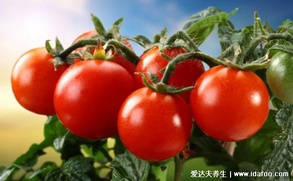 西红柿的最佳搭档不是鸡蛋！夏天配它吃，护血管、防癌，提高免疫力！
