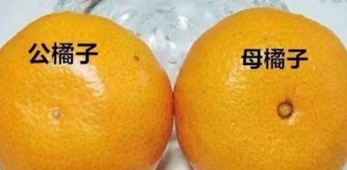 挑选橘子小技巧以及怎么区分公母