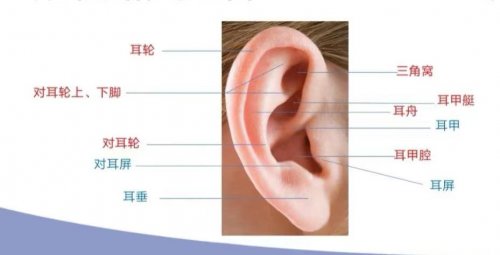 常揉耳朵这7个位置有助疏通经络调理脏腑
