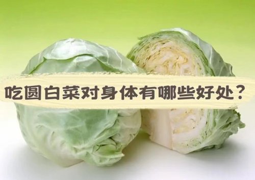 圆白菜物美价廉功效多冬季不妨经常吃一点