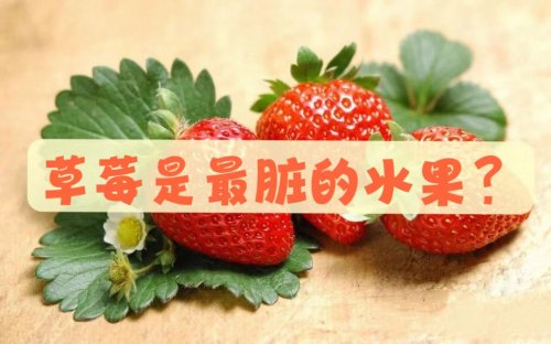 网传草莓是最脏水果白草莓是转基因水果是真是假