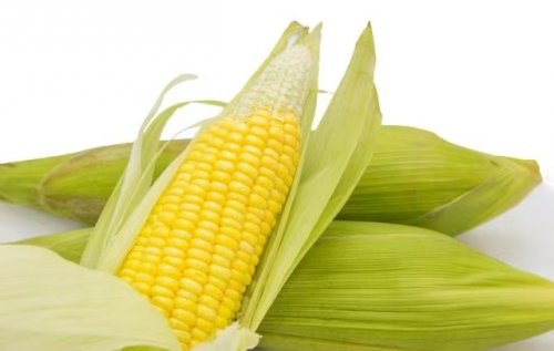 减肥人士可以天天吃玉米吗哪些人要尽量少吃玉米